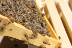 Nahaufnahme Bienen am Bienenstock