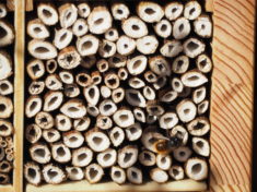 Eine Gehörnte Mauerbiene auf Fenchel-Wohnröhrchen