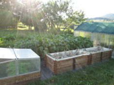 Das ist unser Gemüsegarten mit unseren zwei Gewächshäusern, in denen wir jeweils 6 Tomaten und e ...