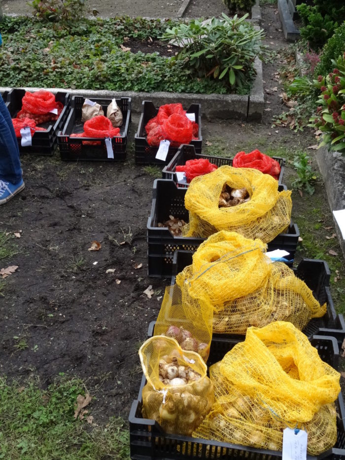 Die Gärtnerei Claussen hat uns 1000 Blumenzwiebeln bereit gestellt