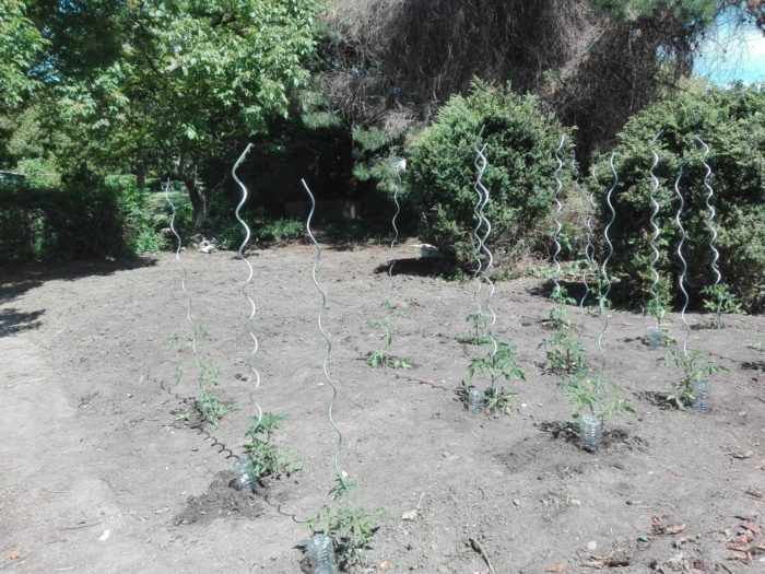 Tomatenstöcke mit selbstgebautem Bewässerungssystem