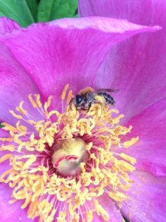 Mai: Wildbiene im Pollenbad