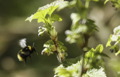 Hummel im Anflug