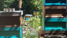 Im Hintergrund der im letzten Jahr angelegte Bienentränketeich mit Totholz. Mittlerweile schön e ...