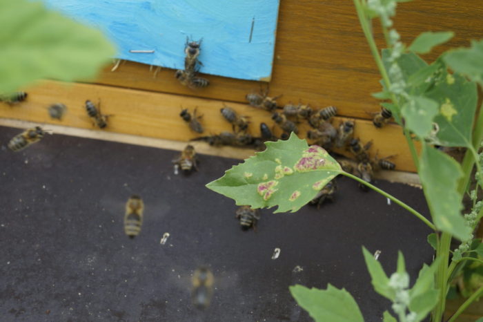Unsere Bienen – Nahaufnahme