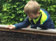 Fleissige kleine Kinderhände verteilen die Samen im Beet.