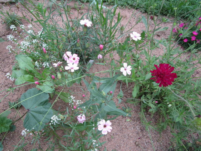 Wunderschöne Blüten im Wiesenblumenbeet