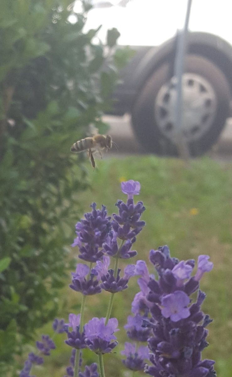 Vorm Wagen vor mir fliegt ein flottes Bienchen…