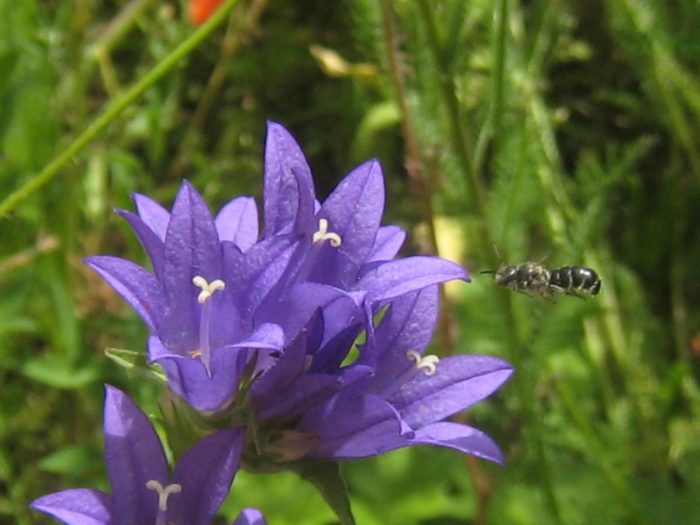 Glockenblumen für spezialisierte Wildbienen ;-)
