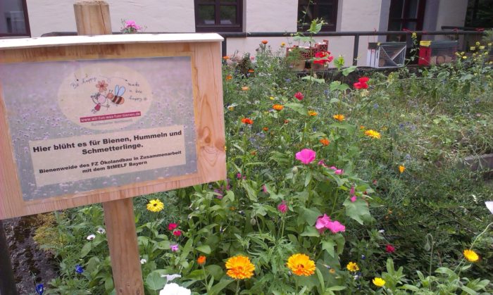 Reger Besuch auf der Bienenweide – leider kein Besuch in den Bienenhotels