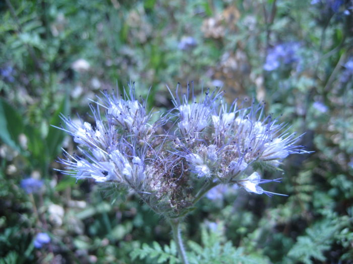 Auch die Phacelia (Bienenweide) ist schon in Blüte….aber vom Wuchs sehr klein geblieben.