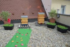 Für unsere Bienen rollen wir den grünen Teppich aus