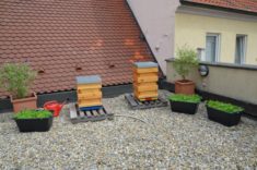 An der Begrünung unserer Dachterrasse arbeiten wir Tag für Tag fleißig, wie unsere Bienen