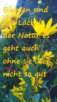 Besonders gelbe Blumen sind für die Hummeln und Wildbienen sehr attraktiv..also dann bekommen si ...