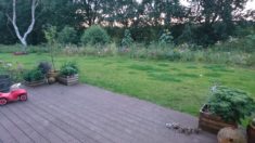 Unser Schmetterlings-, Hummel-, Käfer- und Bienen-Naschgarten :)