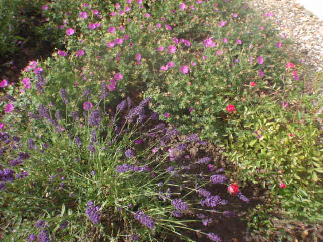 Lavendel und Storchenschnabel stehen in voller Blüte