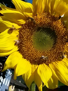 Eine Bienenoase mitten im Ort