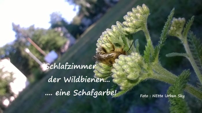 Unser Park – war ein Paradies nicht nur für Wildbienen! Schafgarbe hier ein Schlafzimmer E ...