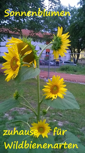 Eine der 12 Sonnenblumen mit soviel Köpfen