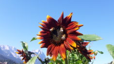 Die roten Sonnenblumen lieben die Bienen anscheinend besonders … und übrigens: wer hat sch ...