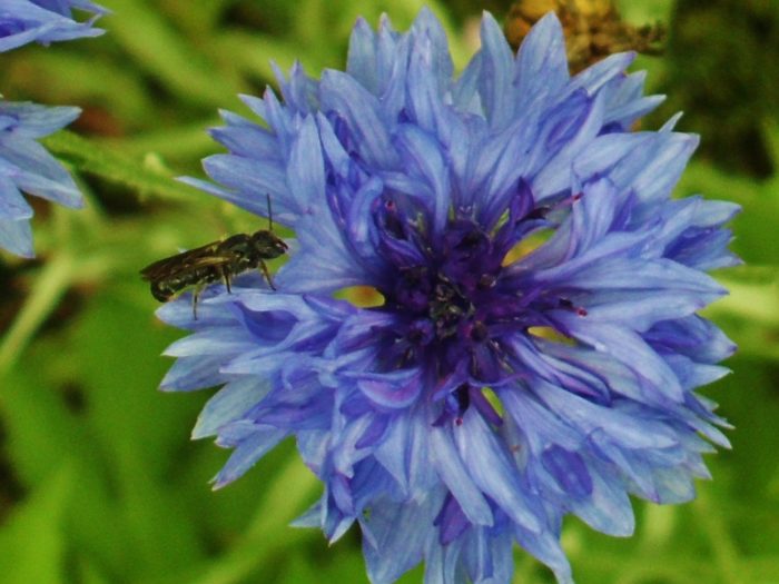 Insekt auf blauer Blume