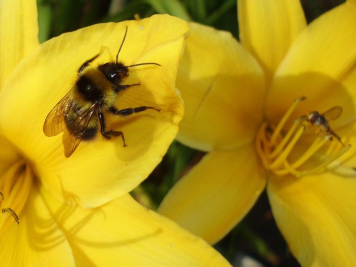 Die Biene sitzt auf der Taglilie