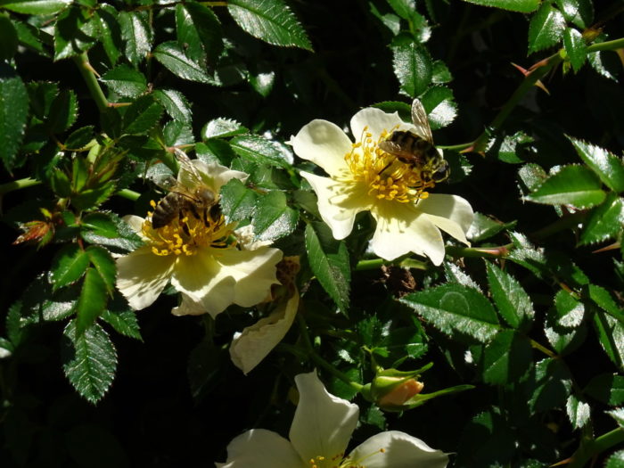 Doppelter Besuch auf der ungefüllten Rose