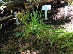 Hotzenwald Naturgarten: Ex-situ Kultur vom zarten Gauchheil