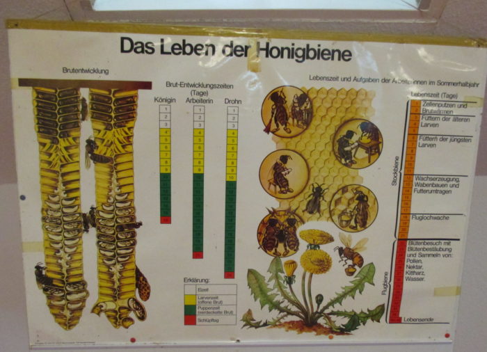 Ferienprogramm Thema: „Bienen“