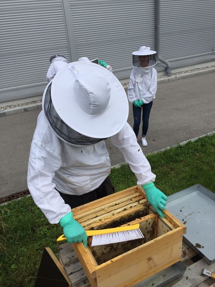 Ein Auszubildender öffnet den Bienenstock