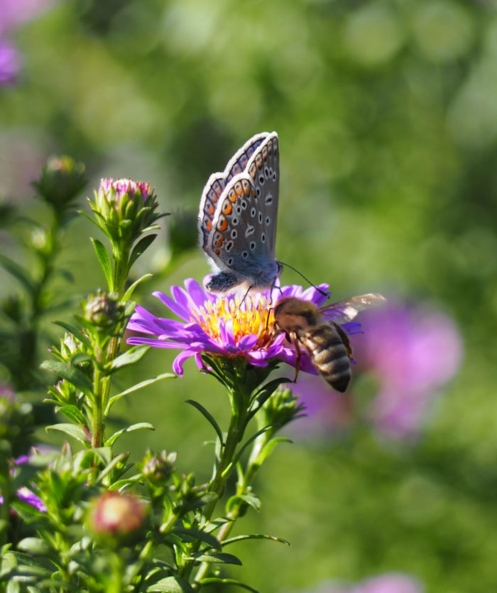 Blüten nicht nur für Bienen